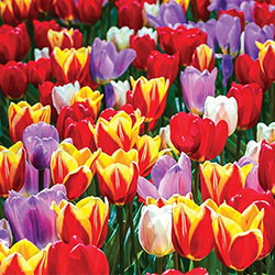 Forever Spring Tulip Mixture