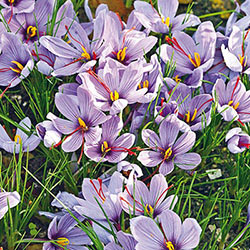 Saffron Fall-Blooming Crocus