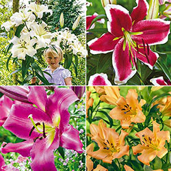 Happy Lily Tree Collection