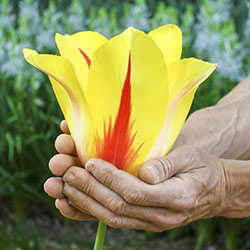 Hocus Pocus Tulip