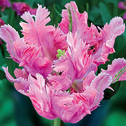 Parrot Pink Vision Tulip
