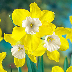 Dickcissel Daffodil