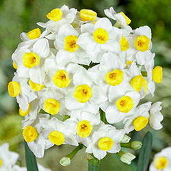 Avalanche Daffodil