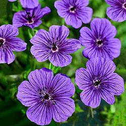Daily Purple Hardy Geranium
