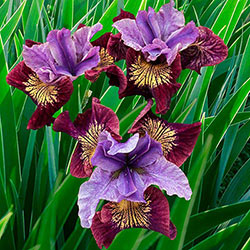 Miss Apple Siberian Iris