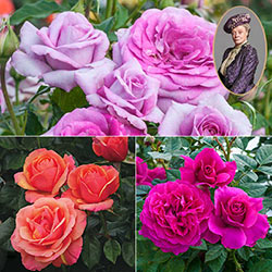 Downton Abbey Rose Collection