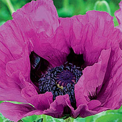 Colourful Oriental Poppy Collection