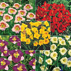 Dwarf Reblooming Daylily Collection