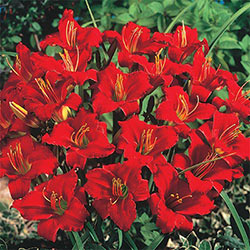 Dwarf Reblooming Daylily Collection