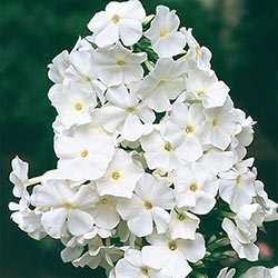 David Phlox