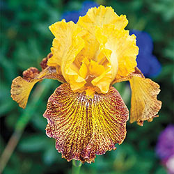 Jitterbug Tall Bearded Iris