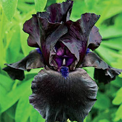 Anvil Of Darkness Tall Bearded Iris