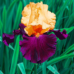 Idol Tall Bearded Iris