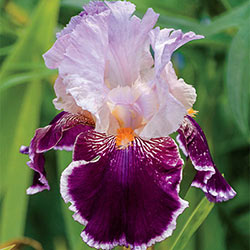 Armageddon Tall Bearded Iris
