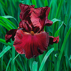 Red Masterpiece Tall Bearded Iris