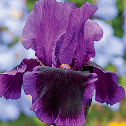 Pagan Dance Reblooming Bearded Iris
