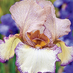 Las Vegas Reblooming Bearded Iris