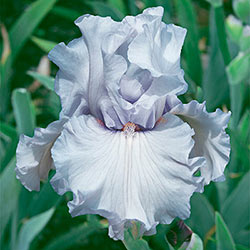 Silverado Bearded Iris