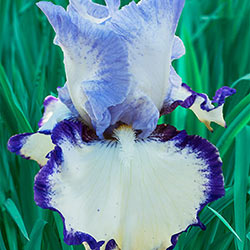 Rings True Tall Bearded Iris