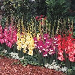 Glamini Gladiolus Collection