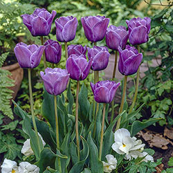 Bleu Aimable Tulip