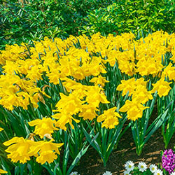 Yellow Trumpet Daffodils Super Sak®