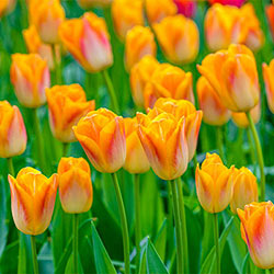 Golden Dynasty Tulip