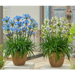 Summer Love Agapanthus Collection