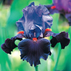 Romantic Evening Bearded Iris