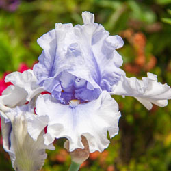 Willamette Mist Bearded Iris