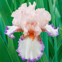 Lumarco Bearded Iris