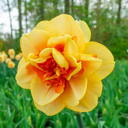 Waylon Daffodil