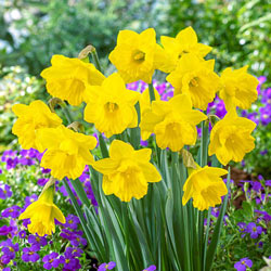 The Tenby Daffodil