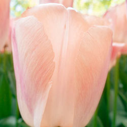 Apricot Pride Tulip