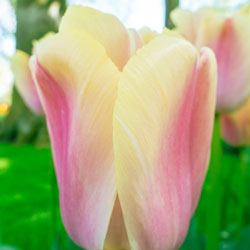 Bronze Pride Tulip