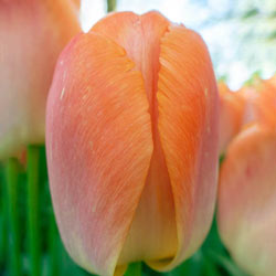 Orange Pride Tulip