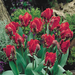 Rococo Tulip