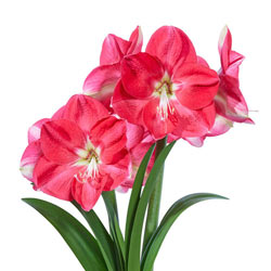 Amaryllis Candy Queen