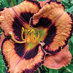 Awesome Blossom Reblooming Daylily