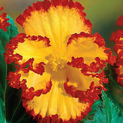Crispa Marginata Begonia Yellow-Red