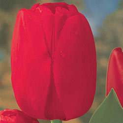 Red Dynasty Tulip