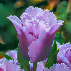 Fringed Tulips