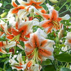 Turk’s Cap Lily Collection