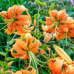 Turk’s Cap Lily Collection