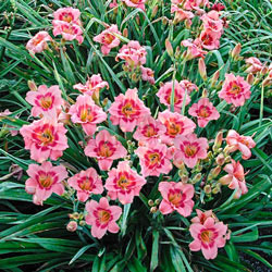Strawberry Candy Reblooming Daylily