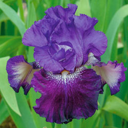 Fiddlin Around Reblooming Bearded Iris