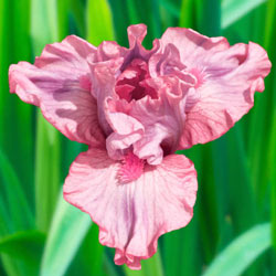 Lovable Pink Dwarf Bearded Iris