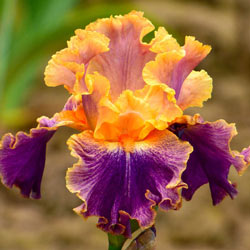Spendthrift Bearded Iris