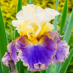 Style Traveller Bearded Iris