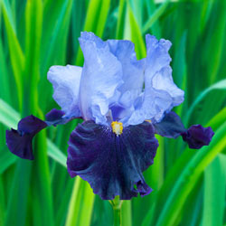 Habit Bearded Iris